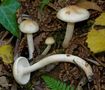 Hygrophorus lindtneri